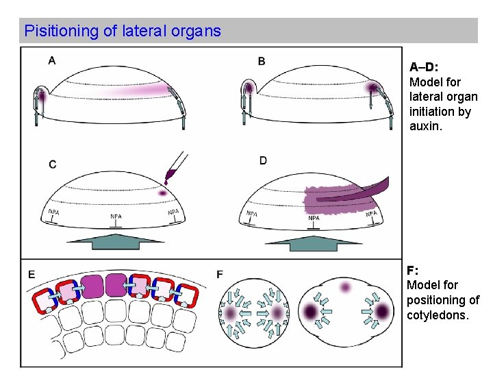 Pisitioning of lateral organs A–D: Model for lateral organ initiation by auxin. F: Model