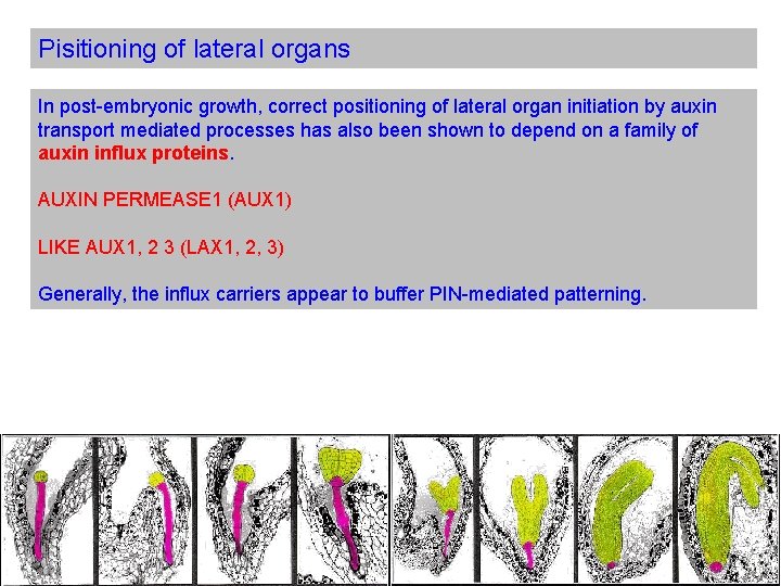 Pisitioning of lateral organs In post-embryonic growth, correct positioning of lateral organ initiation by