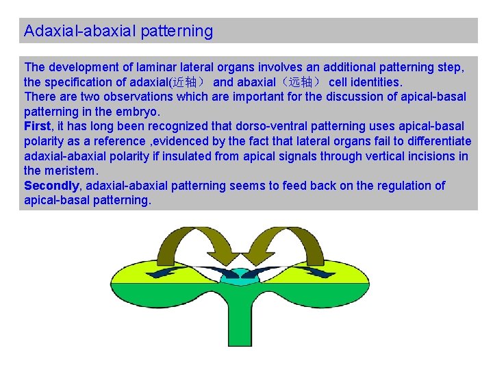Adaxial-abaxial patterning The development of laminar lateral organs involves an additional patterning step, the