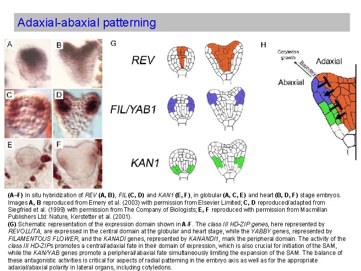 Adaxial-abaxial patterning (A–F) In situ hybridization of REV (A, B), FIL (C, D) and