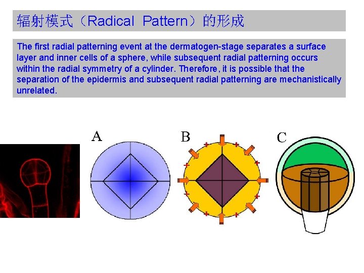 辐射模式（Radical Pattern）的形成 The first radial patterning event at the dermatogen-stage separates a surface layer