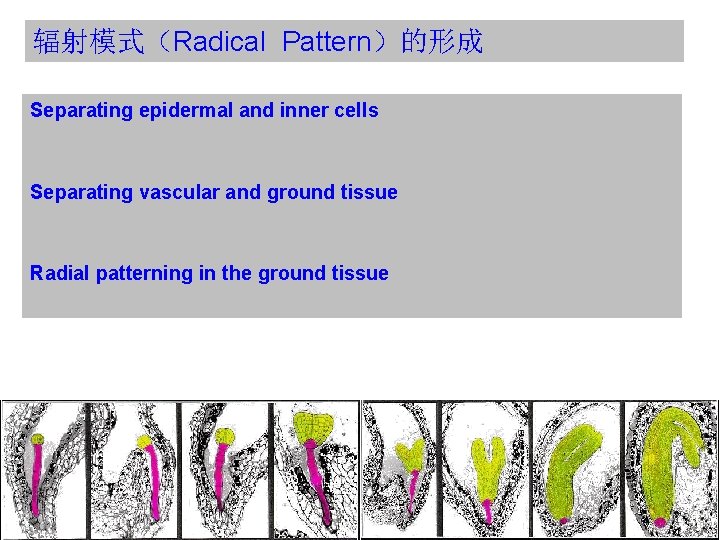 辐射模式（Radical Pattern）的形成 Separating epidermal and inner cells Separating vascular and ground tissue Radial patterning