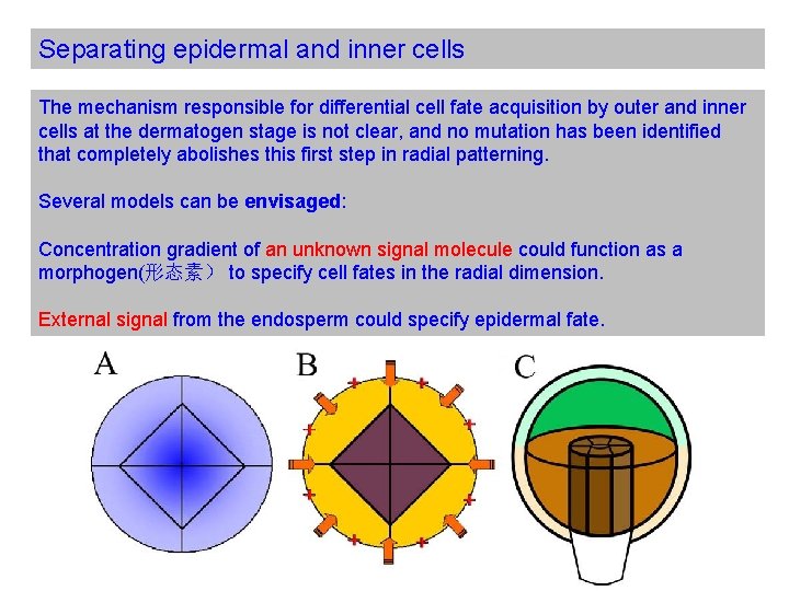 Separating epidermal and inner cells The mechanism responsible for differential cell fate acquisition by