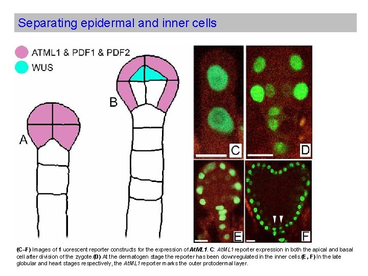 Separating epidermal and inner cells (C–F) Images of fl uorescent reporter constructs for the