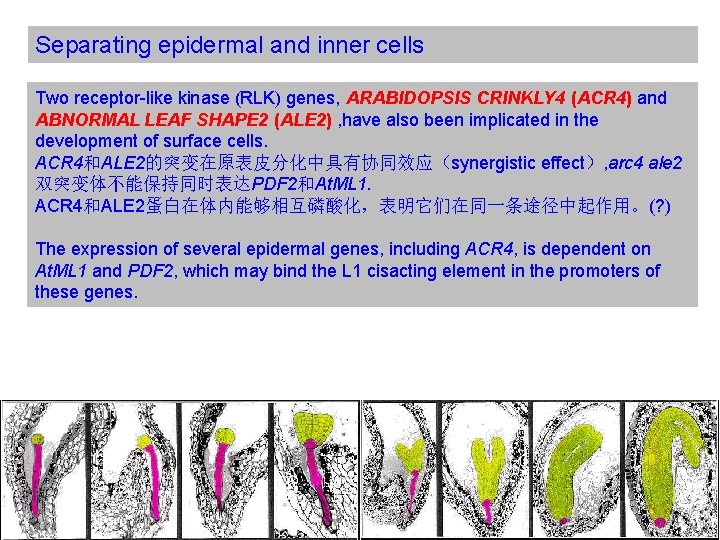 Separating epidermal and inner cells Two receptor-like kinase (RLK) genes, ARABIDOPSIS CRINKLY 4 (ACR