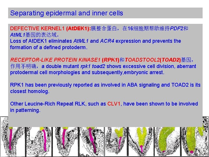Separating epidermal and inner cells DEFECTIVE KERNEL 1 (At. DEK 1): 膜整合蛋白，在 16细胞期帮助维持PDF 2和