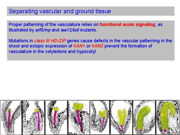 Separating vascular and ground tissue Proper patterning of the vasculature relies on functional auxin