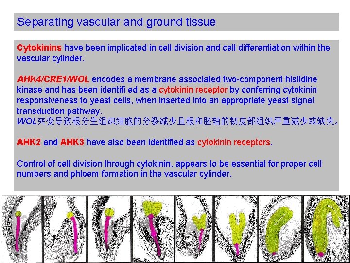 Separating vascular and ground tissue Cytokinins have been implicated in cell division and cell