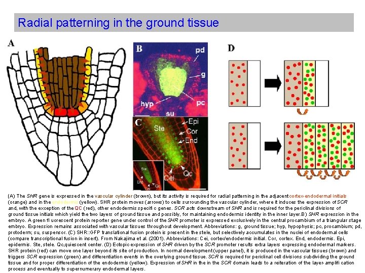Radial patterning in the ground tissue (A) The SHR gene is expressed in the