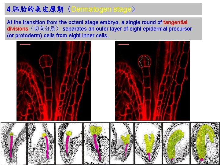 4. 胚胎的表皮原期（Dermatogen stage） At the transition from the octant stage embryo, a single round