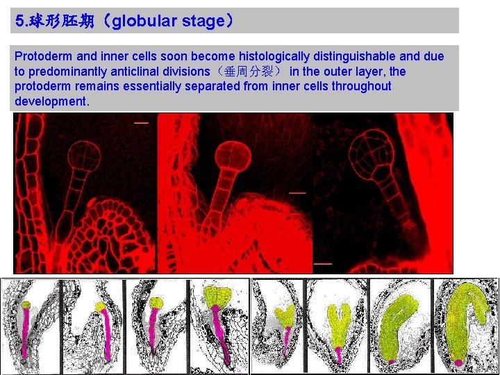 5. 球形胚期（globular stage） Protoderm and inner cells soon become histologically distinguishable and due to