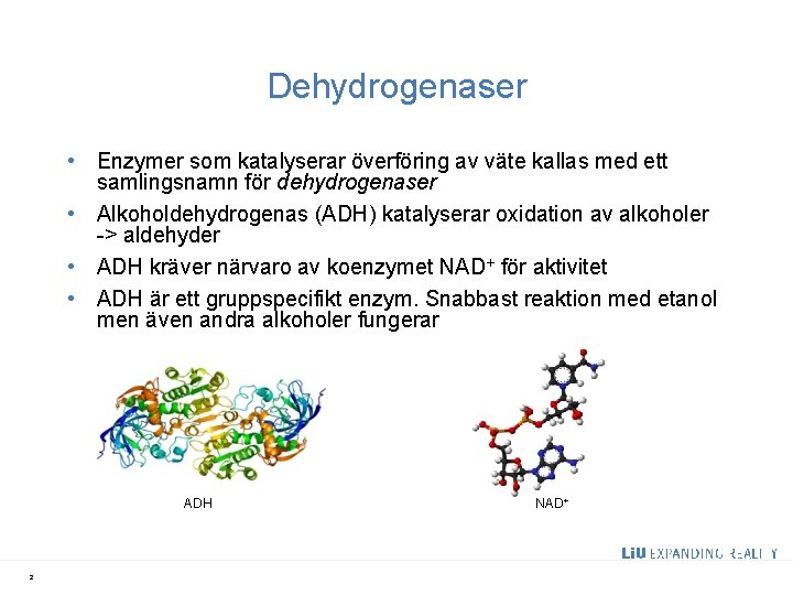 Dehydrogenaser • Enzymer som katalyserar överföring av väte kallas med ett samlingsnamn för dehydrogenaser