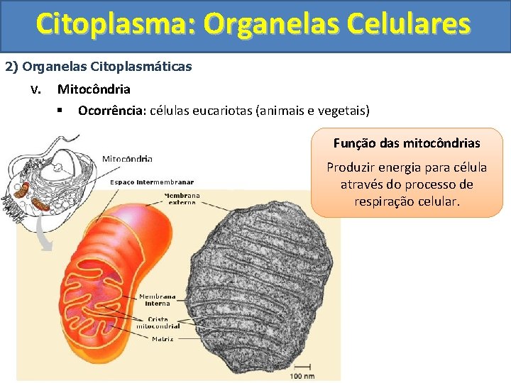 Citoplasma Organelas Celulares Biologia Tema Organelas celulares Citoplasma