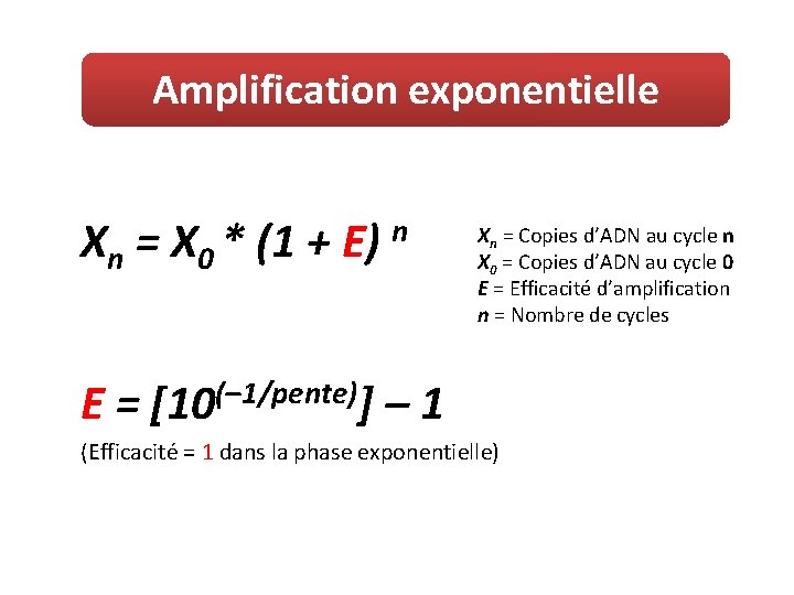 Amplification exponentielle Xn = X 0 * (1 + E) n Xn = Copies