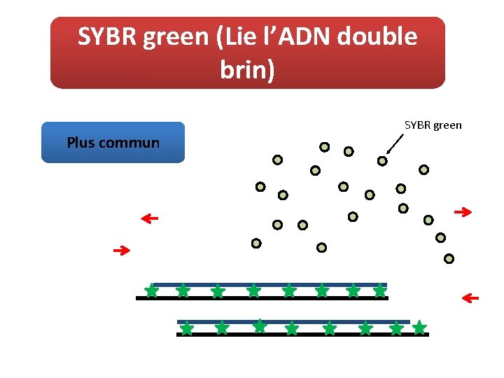 SYBR green (Lie l’ADN double brin) Plus commun SYBR green 