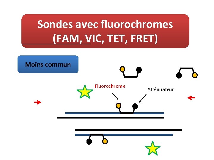 Sondes avec fluorochromes (FAM, VIC, TET, FRET) Moins commun Fluorochrome Atténuateur 