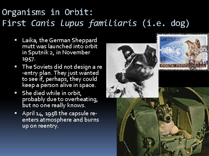 Organisms in Orbit: First Canis lupus familiaris (i. e. dog) Laika, the German Sheppard