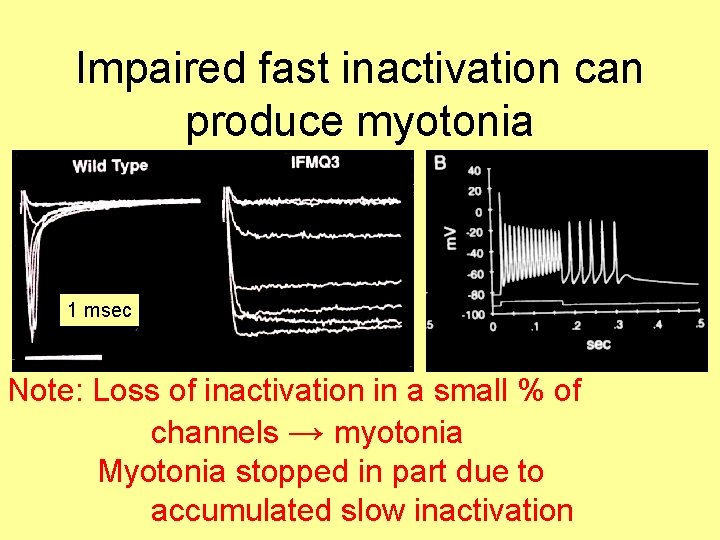 Impaired fast inactivation can produce myotonia 1 msec Note: Loss of inactivation in a
