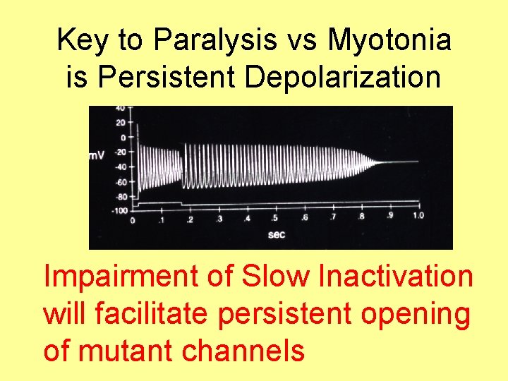 Key to Paralysis vs Myotonia is Persistent Depolarization Impairment of Slow Inactivation will facilitate