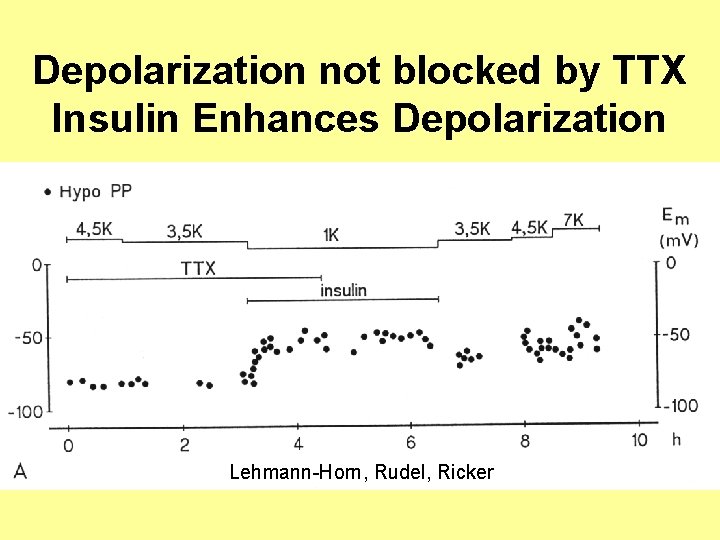 Depolarization not blocked by TTX Insulin Enhances Depolarization Lehmann-Horn, Rudel, Ricker 