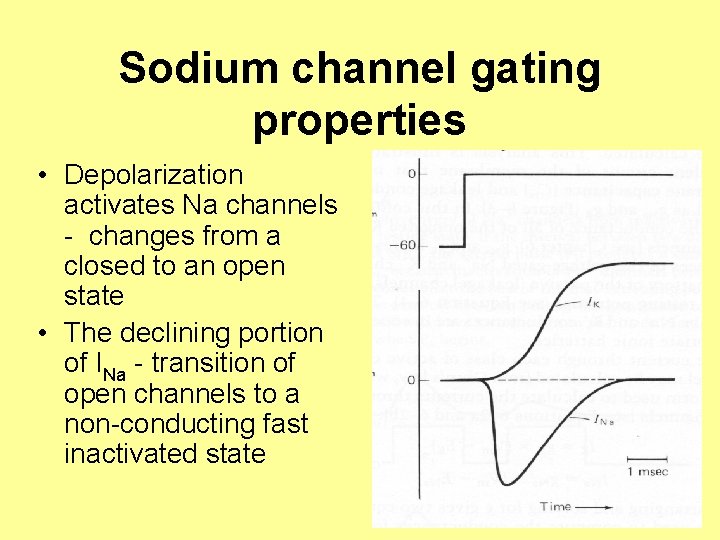 Sodium channel gating properties • Depolarization activates Na channels - changes from a closed