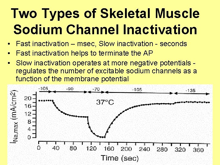 Two Types of Skeletal Muscle Sodium Channel Inactivation • Fast inactivation – msec, Slow