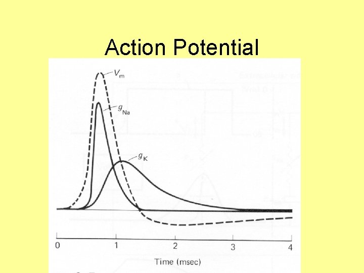 Action Potential 