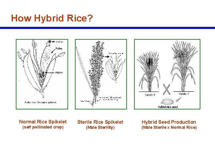 Hybrid Rice Breeding Seed Production FANGMING XIE International