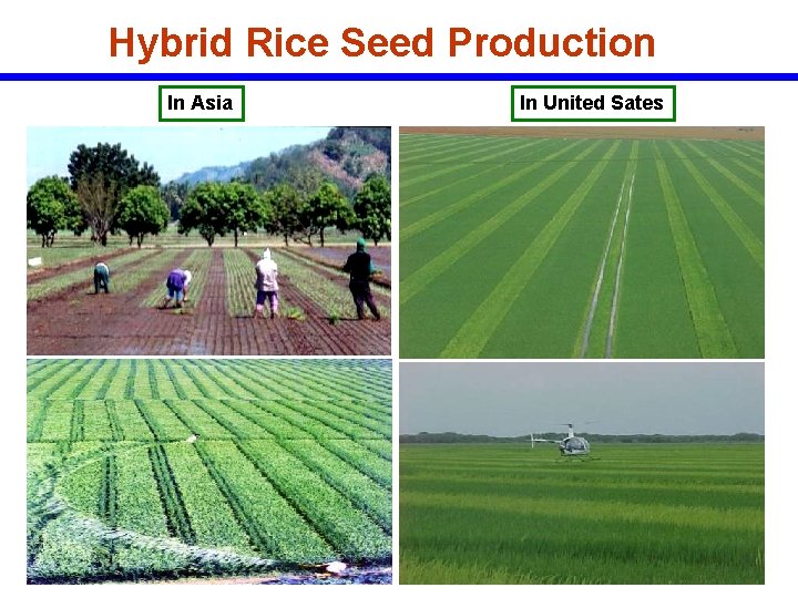 Hybrid Rice Seed Production In Asia In United Sates 