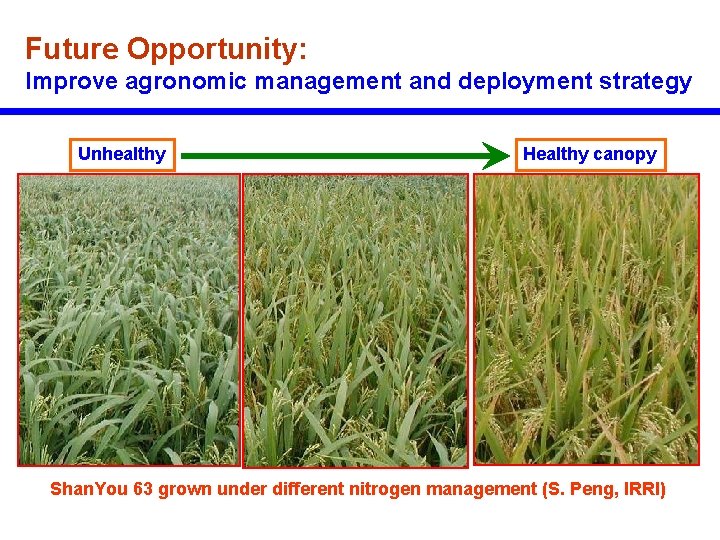 Future Opportunity: Improve agronomic management and deployment strategy Unhealthy Healthy canopy Shan. You 63