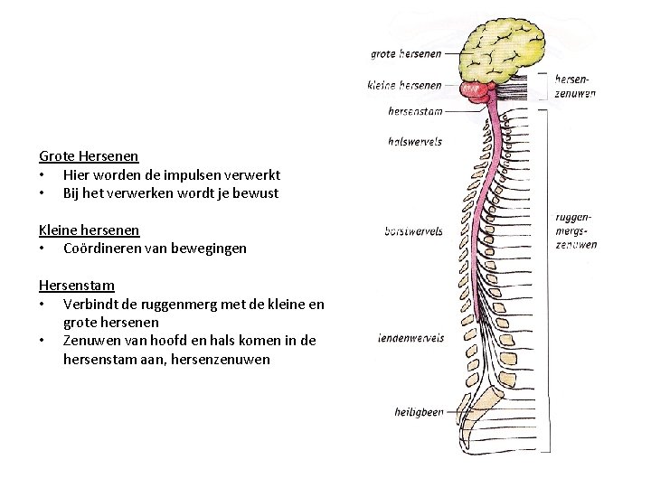 Grote Hersenen • Hier worden de impulsen verwerkt • Bij het verwerken wordt je