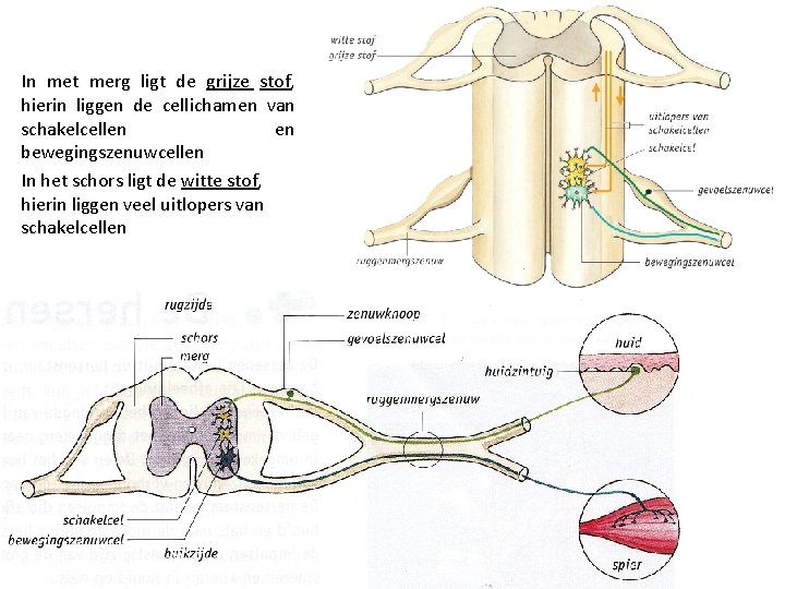 In met merg ligt de grijze stof, hierin liggen de cellichamen van schakelcellen en