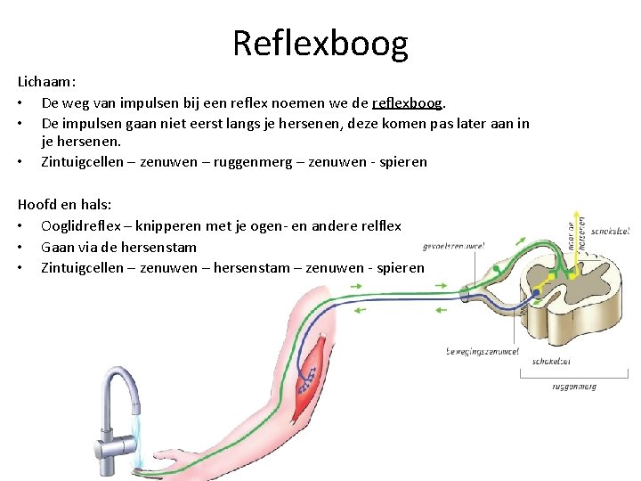Reflexboog Lichaam: • De weg van impulsen bij een reflex noemen we de reflexboog.