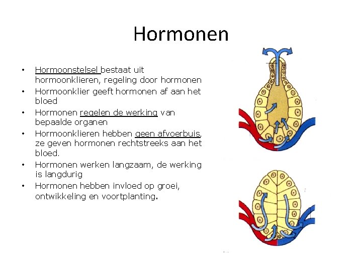 Hormonen • • • Hormoonstelsel bestaat uit hormoonklieren, regeling door hormonen Hormoonklier geeft hormonen