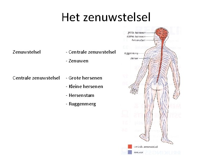 Het zenuwstelsel Zenuwstelsel - Centrale zenuwstelsel - Zenuwen Centrale zenuwstelsel - Grote hersenen -