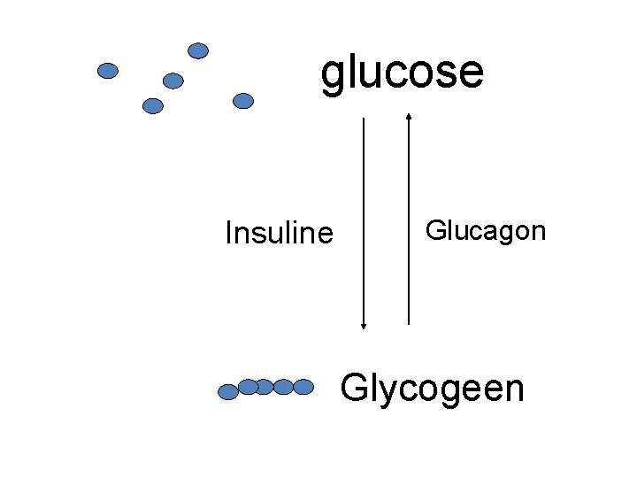 glucose Insuline Glucagon Glycogeen 