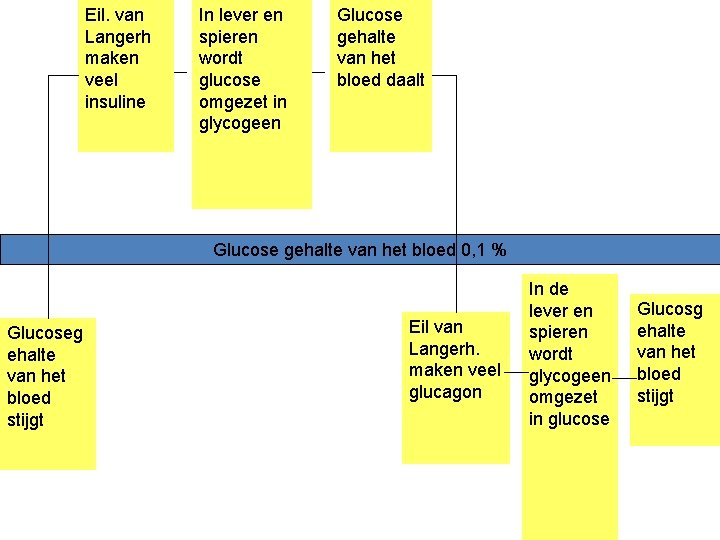 Eil. van Langerh maken veel insuline In lever en spieren wordt glucose omgezet in