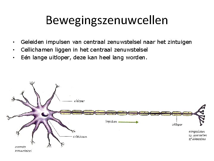 Bewegingszenuwcellen • • • Geleiden impulsen van centraal zenuwstelsel naar het zintuigen Cellichamen liggen