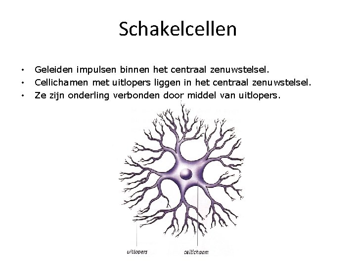 Schakelcellen • • • Geleiden impulsen binnen het centraal zenuwstelsel. Cellichamen met uitlopers liggen