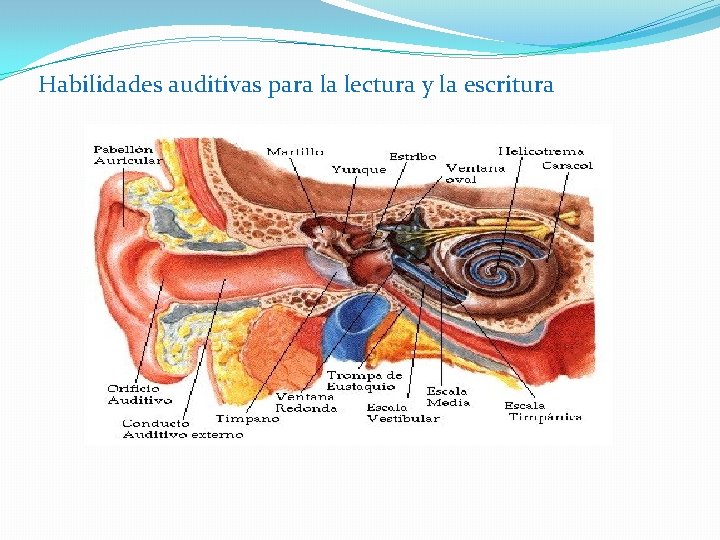 Habilidades auditivas para la lectura y la escritura 