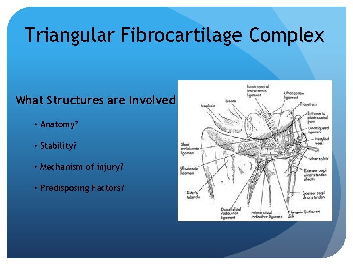 Triangular Fibrocartilage Complex What Structures are Involved • Anatomy? • Stability? • Mechanism of