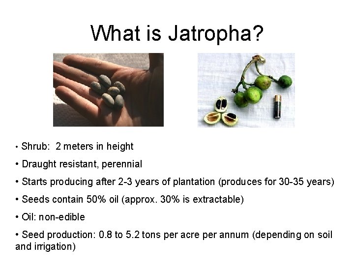 What is Jatropha? • Shrub: 2 meters in height • Draught resistant, perennial •