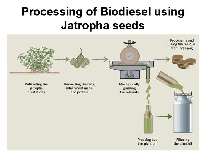 Processing of Biodiesel using Jatropha seeds 