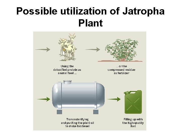 Possible utilization of Jatropha Plant 