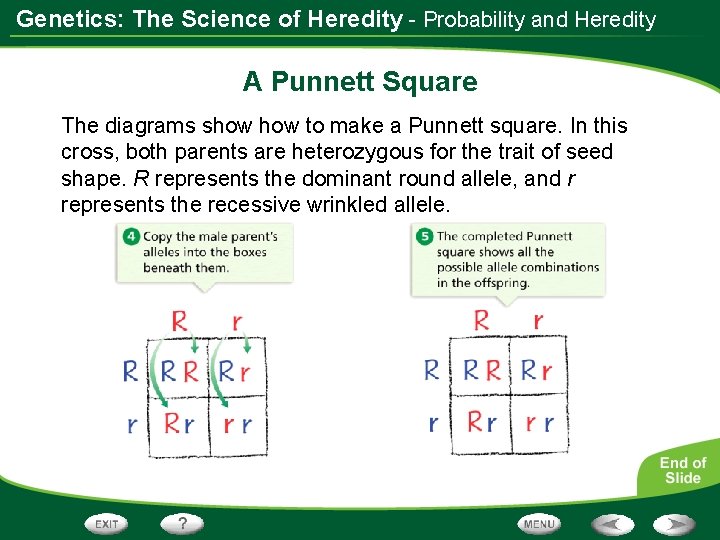 Genetics: The Science of Heredity - Probability and Heredity A Punnett Square The diagrams