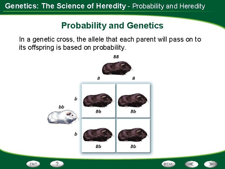 Genetics: The Science of Heredity - Probability and Heredity Probability and Genetics In a