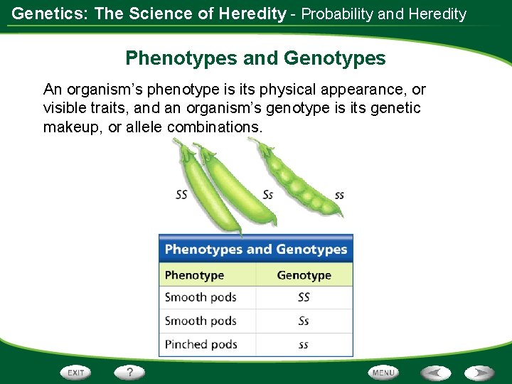 Genetics: The Science of Heredity - Probability and Heredity Phenotypes and Genotypes An organism’s