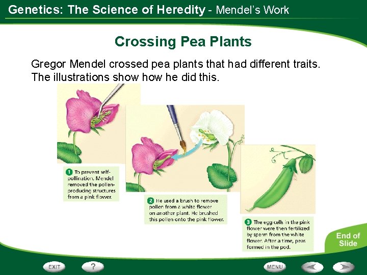 Genetics: The Science of Heredity - Mendel’s Work Crossing Pea Plants Gregor Mendel crossed