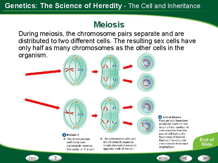 Genetics: The Science of Heredity - The Cell and Inheritance Meiosis During meiosis, the