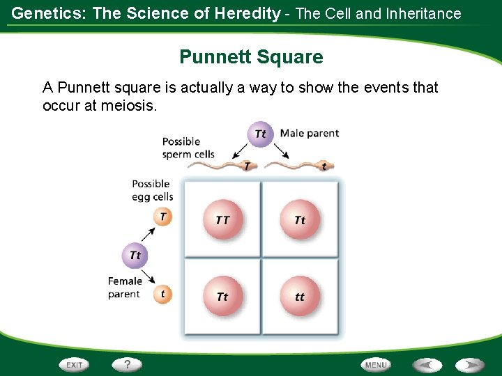 Genetics: The Science of Heredity - The Cell and Inheritance Punnett Square A Punnett